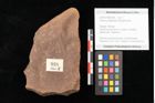 Foto (Objekt + Etikett) von Quercus palaeoilex Ettingshausen (NHMW-GEO-2024-0188-0938)